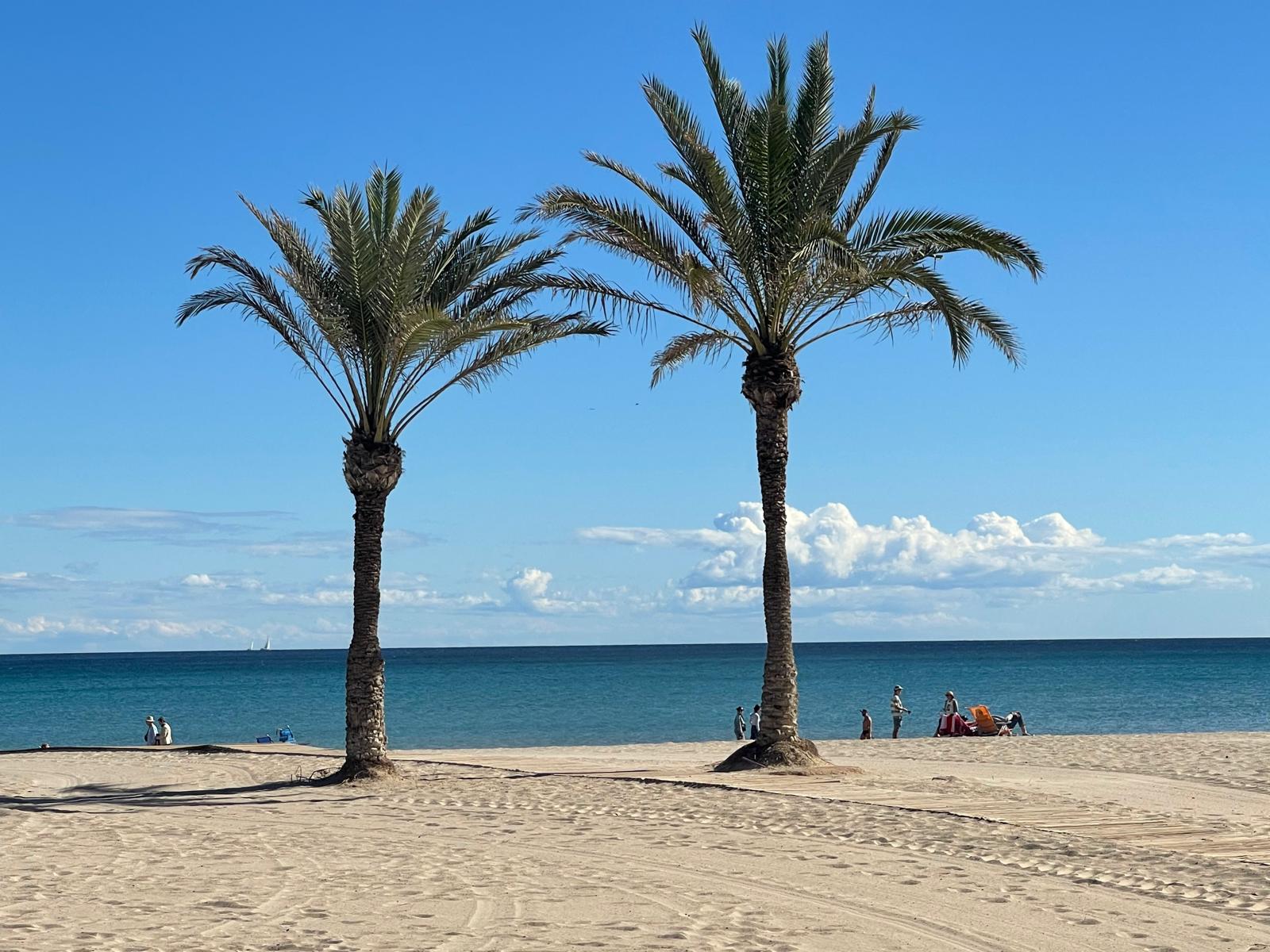 Palmbomen aan het strand